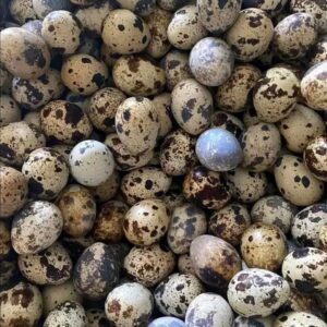 Telur Puyuh Segar
